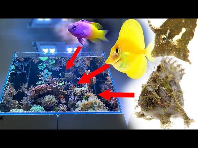 Top 10 Captive Bred Marine Fish for REEF TANKS - Seafriendlyreef