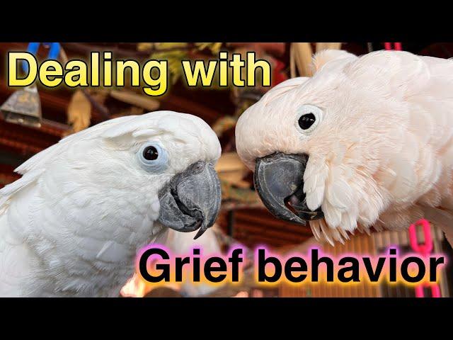 When grief changes the behavior of your cockatoo. Parrots have feelings.