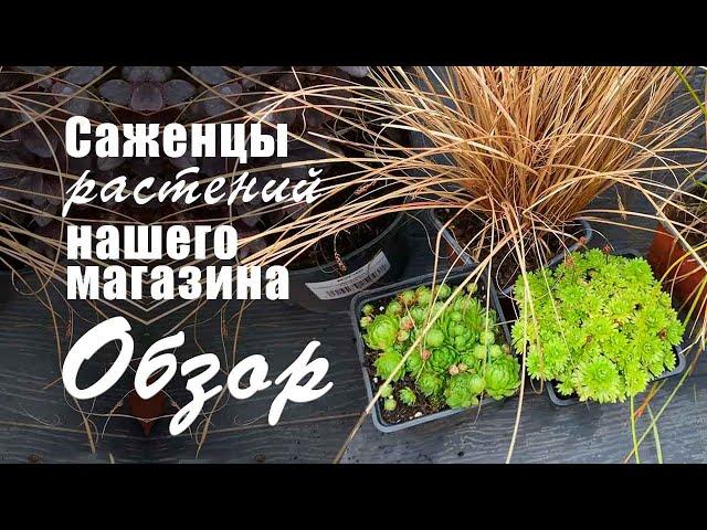 Обзор посадочного материала. Растения нашего магазина