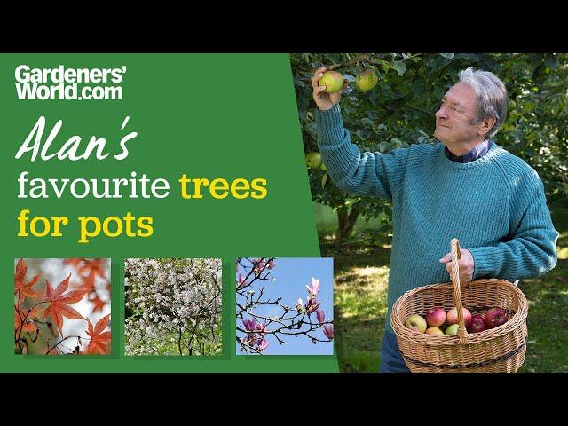 Five trees for pots | Alan's trees for small gardens