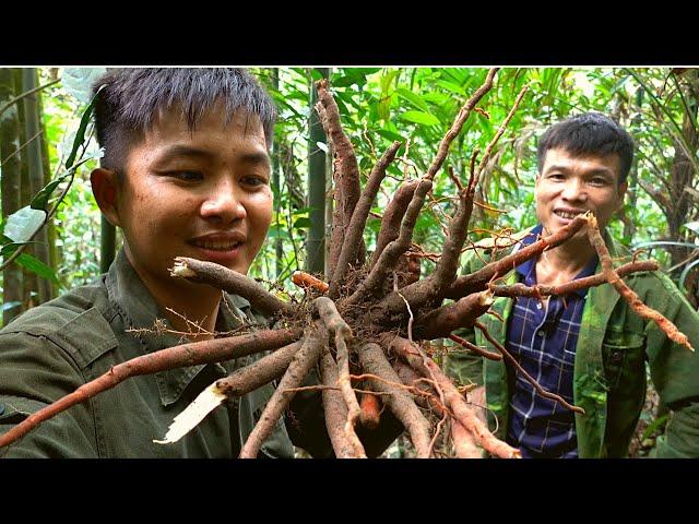 Đi Rừng Đào Sâm Cau