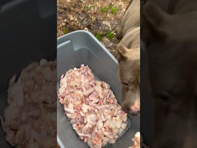 Watch dogs eat 40 pounds of raw chicken  #burrnationk9s #pet #raw #rawchicken #rawfeeding #dog