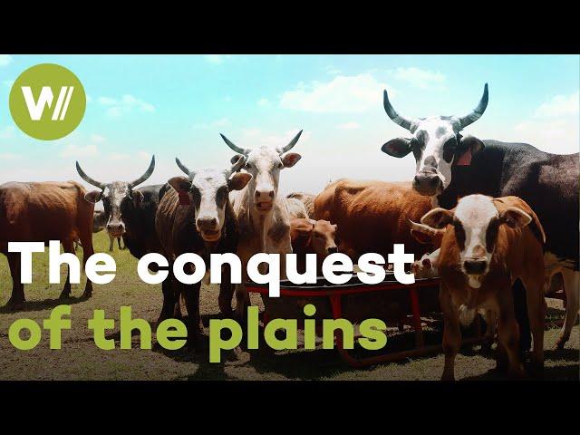 The ox, from the conquest of the West to intensive farming | The domestication of epic horns