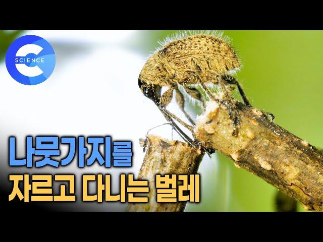 1센치도 안되는 작은 벌레는 왜 나뭇가지를 자를까? | 도토리가 땅에 떨어져있는 이유 | 도토리거위벌레가 살아가는 법 | 다큐프라임