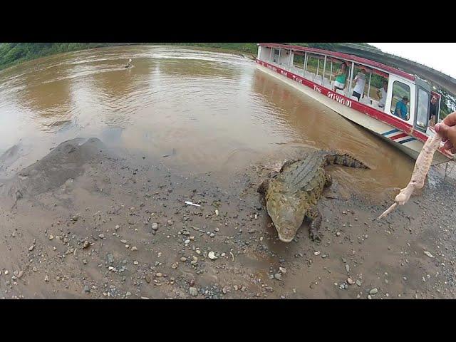 Costa Rica - Tarcoles Bridge