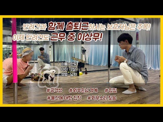 [SOON] 보호자님과 함께 출근하는 강아지! 하지만 외부인에 대한 경계가 너무 심하다면?