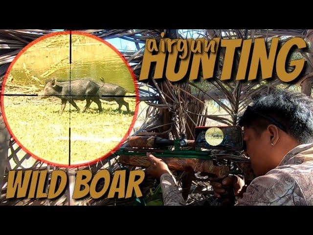 WILD DOVE AIRGUN HUNTING NAKA INCOUNTER NG ANAK NG BABOY RAMO