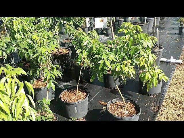 Sweetheart lychee trees at Guacalina Nursery's retail location.