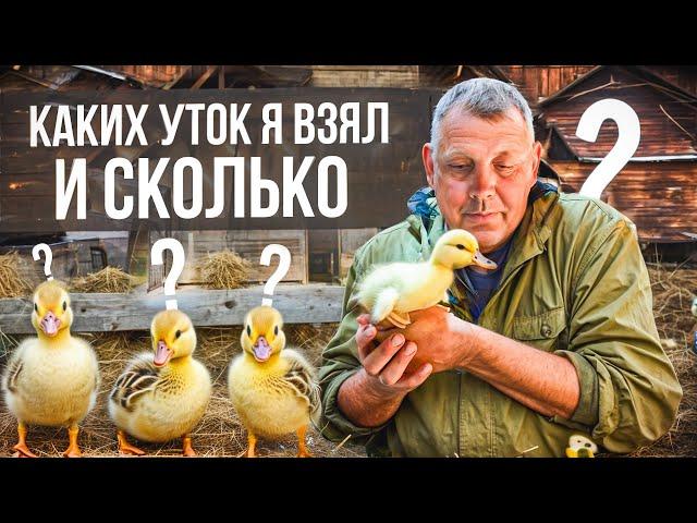 Утки сезон 2024: каких уток я взял и сколько?! "Мое Подворье"