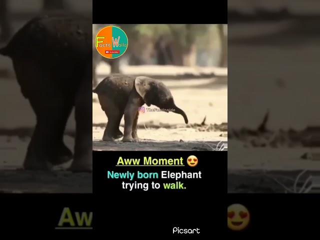 New born #elephant हाथी का बच्चा।#elephant Facts Walla #facts #walla