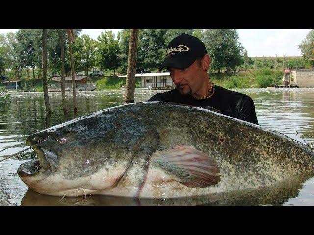 CATFISH MONSTER ON SPINNING WITH JERK by CATFISH WORLD