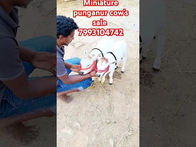 Miniature punganur cow's sale 7993104742