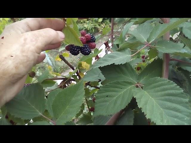 ЕЖЕВИКА, БЕЗ ШИПОВ,КАК РАСТИТЬ.