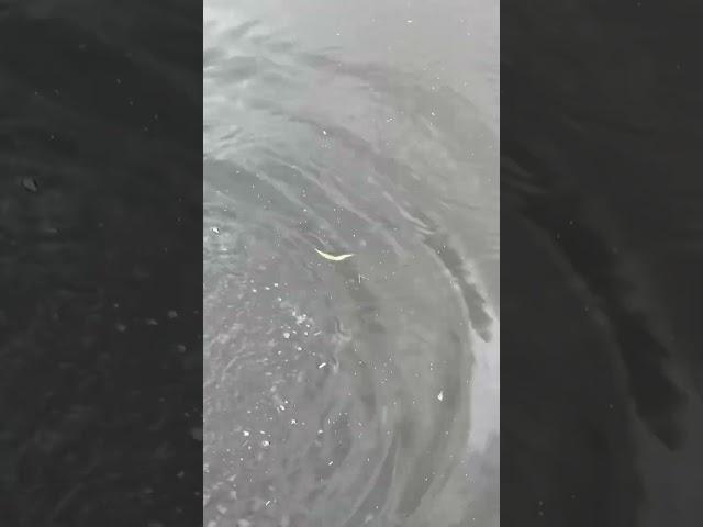 Fishing during Hurricane Ian   #fishing