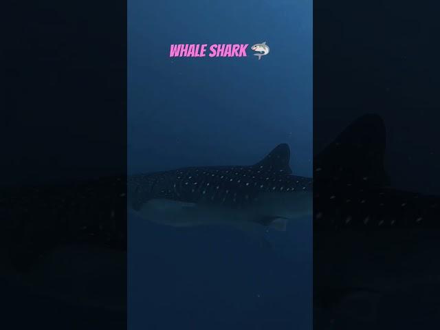 #Whale shark #maldivian #diving #trinding #rustam