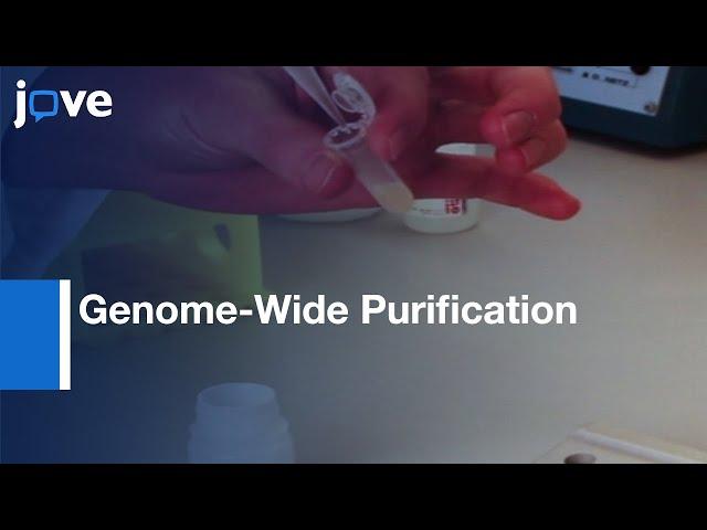 Genome-Wide Purification: Extrachromosomal Circular DNA From Eukaryotic Cells l Protocol Preview