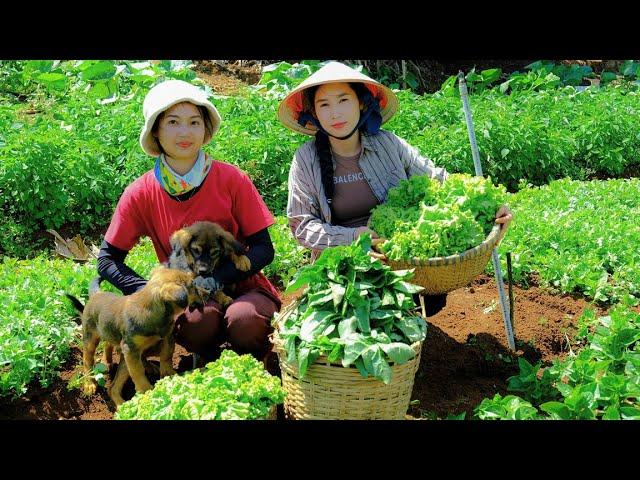 Harvesting Lettuce Goes To Market Sell - Mix cement, Pour The Foundation, Tile the Floor, Cooking