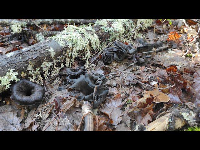 Craterellus Cornucopioides ( Black Trumpet ) - (Cantharellaceae Family ) October 16 2022