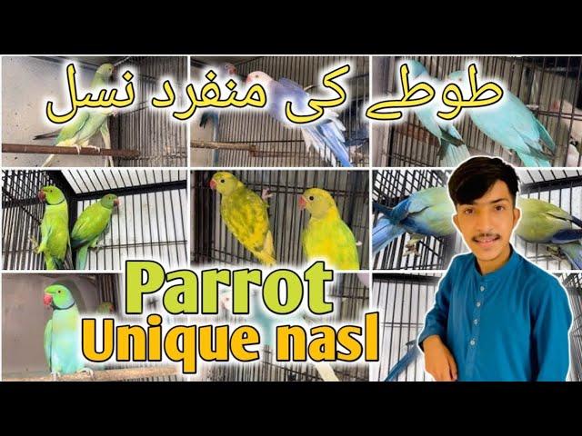 Parrot birds Unique nasl .| Pakistan market| Lahore Market| Karachi market|