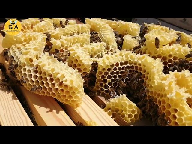 (1.BÖLÜM) 26 06 2022  Çıtaların üzerindeki mumun zararı. beekeeping. arıcılık.