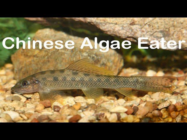 Fish Species Profile: Chinese Algae Eater