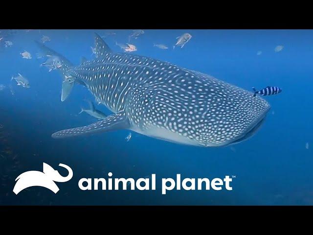 Conociendo más acerca de los tiburones ballenas  | Los Irwin | Animal Planet