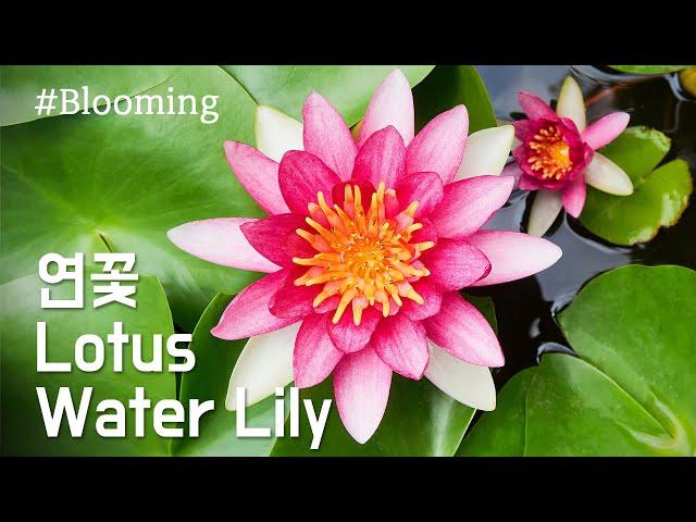 Blooming lotus / Water Lily, Lotus / Blooming