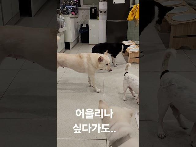 쿠키처럼 행복하개 - 수정이가 준 선물 #유기견입양 #세상에하나뿐인너 #산책봉사 #코코쉼터