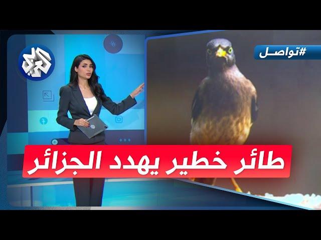 طائر خطير يثير الرعب في الجزائر.. ما هو؟ │ تواصل