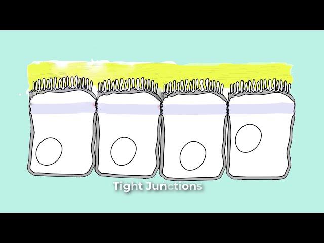 Cell Junctions for Anatomy and Physiology - Gap, Cadherens, Adherens, Anchoring, Tight, Desmisomes..