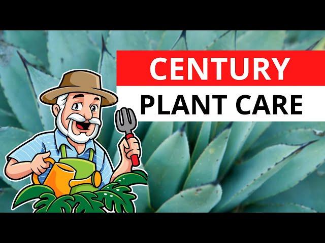 Century Plant (Agave americana) Best Care Tips & Hacks!