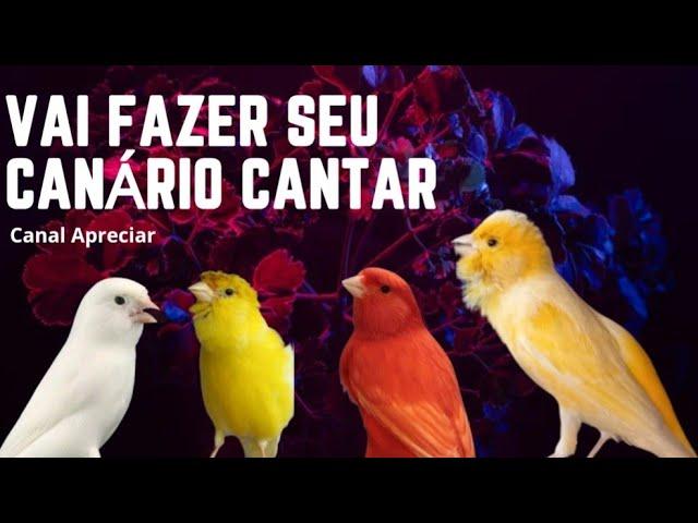 MELHOR CANTO PARA ESTIMULAR SEU CANÁRIO BELGA