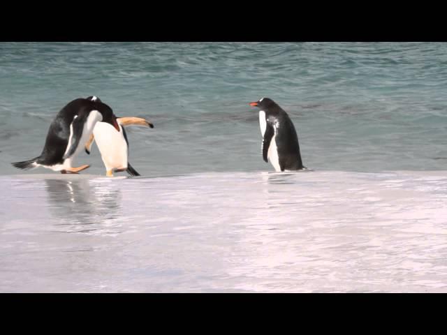 Gentoo Penguins Jumping Out of the Ocean