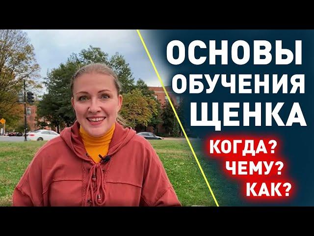 С чего начать обучение щенка