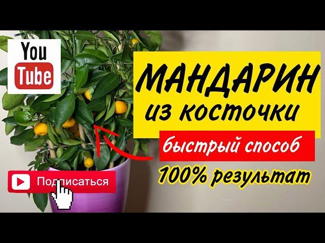 Как вырастить мандарин: мандарин из косточки 2022 | Часть 2