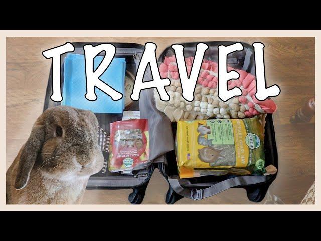 HOW TO TRAVEL WITH A RABBIT (part 1)