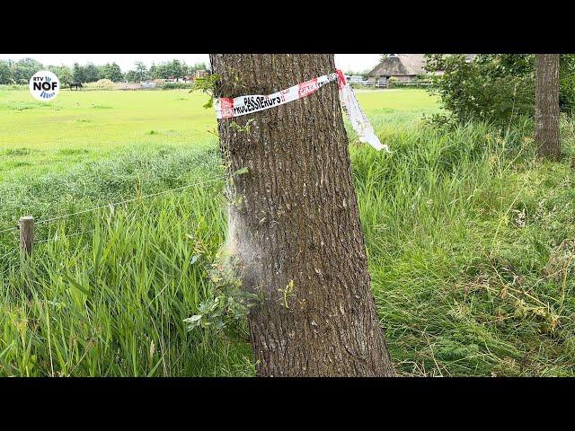 Eikenprocessierups steekt ook de kop in de Wâlden