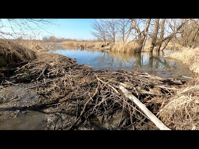 “MERGING WATERS” The Beaver Dam Removal That United Two Creeks !