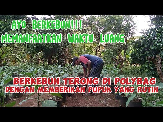 Berkebun tanaman terong di polybag dengan pemupukan yang rutin