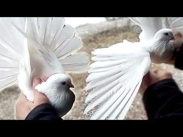 White Nikolaev pigeons. New winter review in 2019. Doves of Ukraine