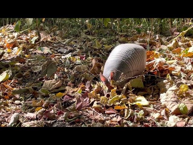 Armadillo on Snake Road