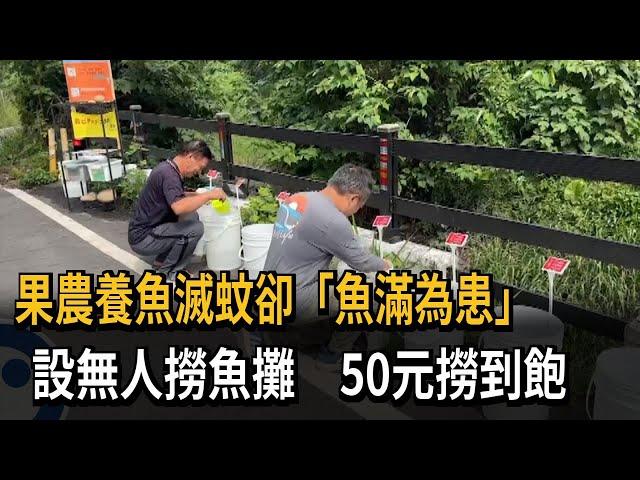 果農養魚滅蚊卻「魚滿為患」　設無人撈魚攤　50元撈到飽－民視新聞