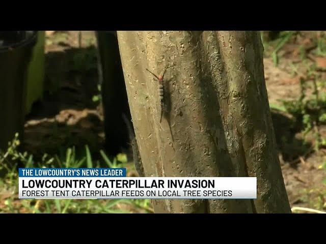 VIDEO: ‘This is by far the worst’: Parts of Lowcountry overwhelmed by caterpillars