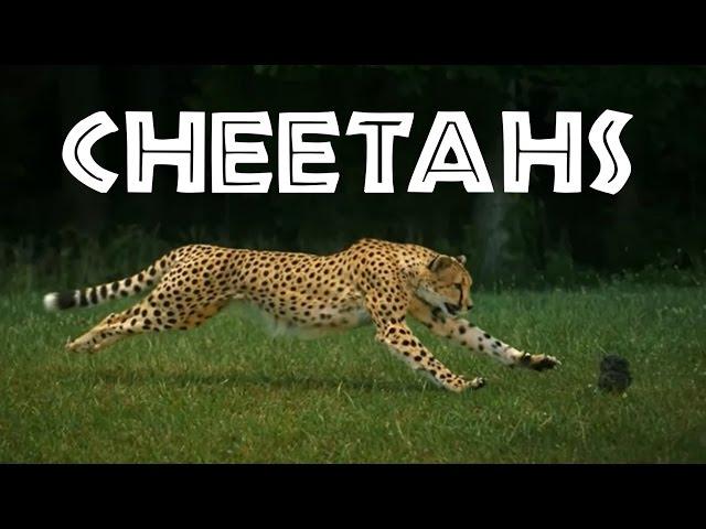 Cheetahs for Kids: Learn All About Cheetahs - FreeSchool