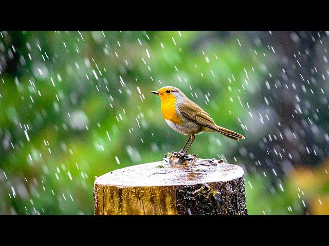 Piano music with gentle rain and birds - Perfect for Relaxation and Peaceful ️️️