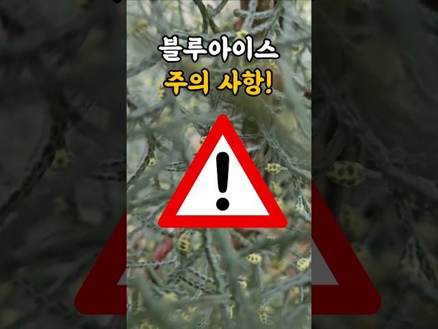 블루아이스 키우기! 주의 사항!!