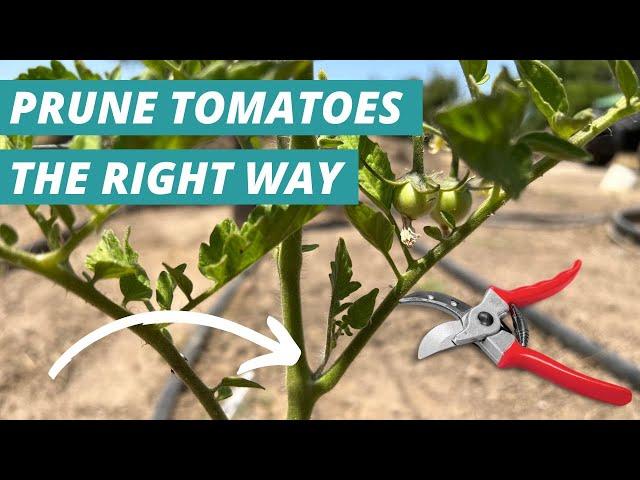 How to Prune Tomato Plants - Step by Step!