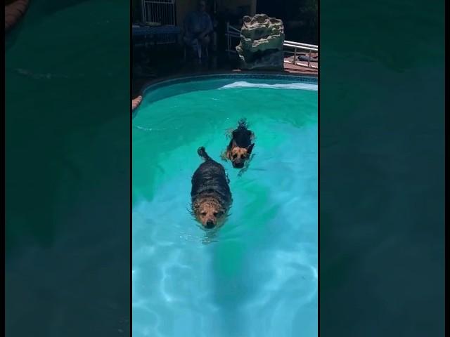 Как часто собакам нужно плавать ? #humor #юмор #озвучка #plusonemoreday #dog #swimming