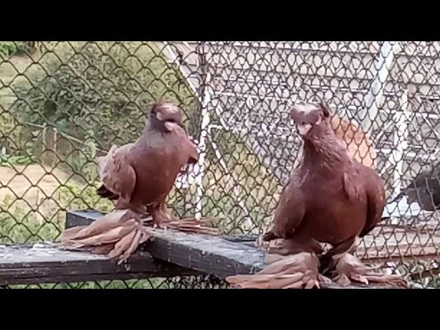 Среднеазиатские двухчубые голуби, красные. Не игрове и не бойные. Pigeons  Tauben