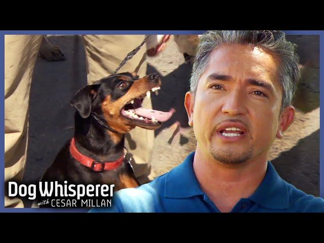 Miniature Pinscher Viciously Attacks Young Family | Dog Whisperer With Cesar Millan